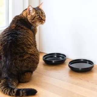 LucyBalu BOWL Porzellan Katzennapf schwarz