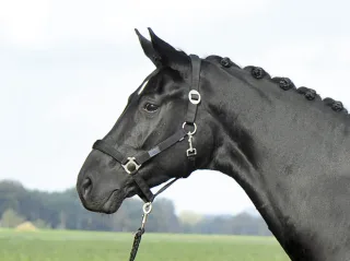 Halfter Supreme