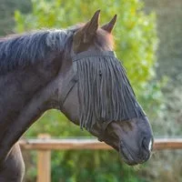 QHP Weidehalfter mit Fliegenfransen, schwarz - COB